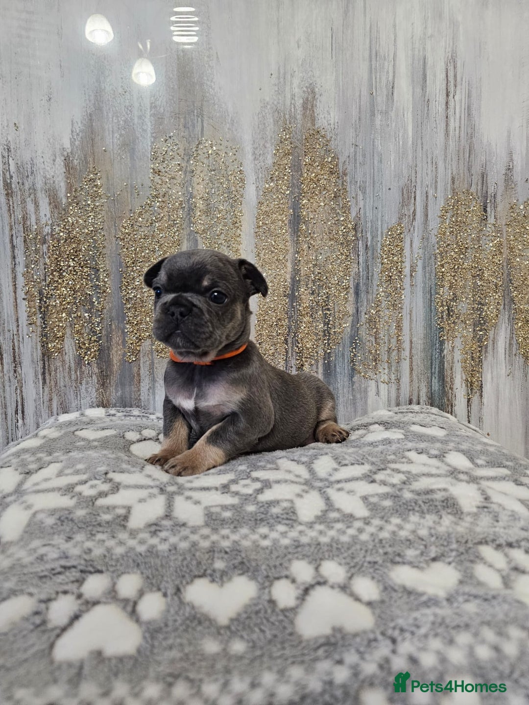 French Bulldog dogs for sale: DISCOUNT AVAILABLE FOR SERIOUSLY INTERESTED BUYERS - Advert 31