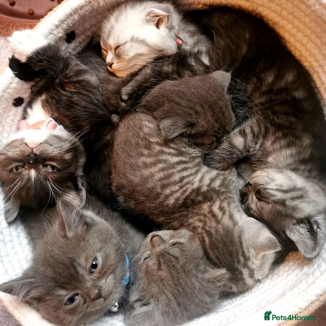 Mixed Breed cats for sale: ❤️Luxury Chinchilla Persian Scottish Fold Kittens - Advert 17