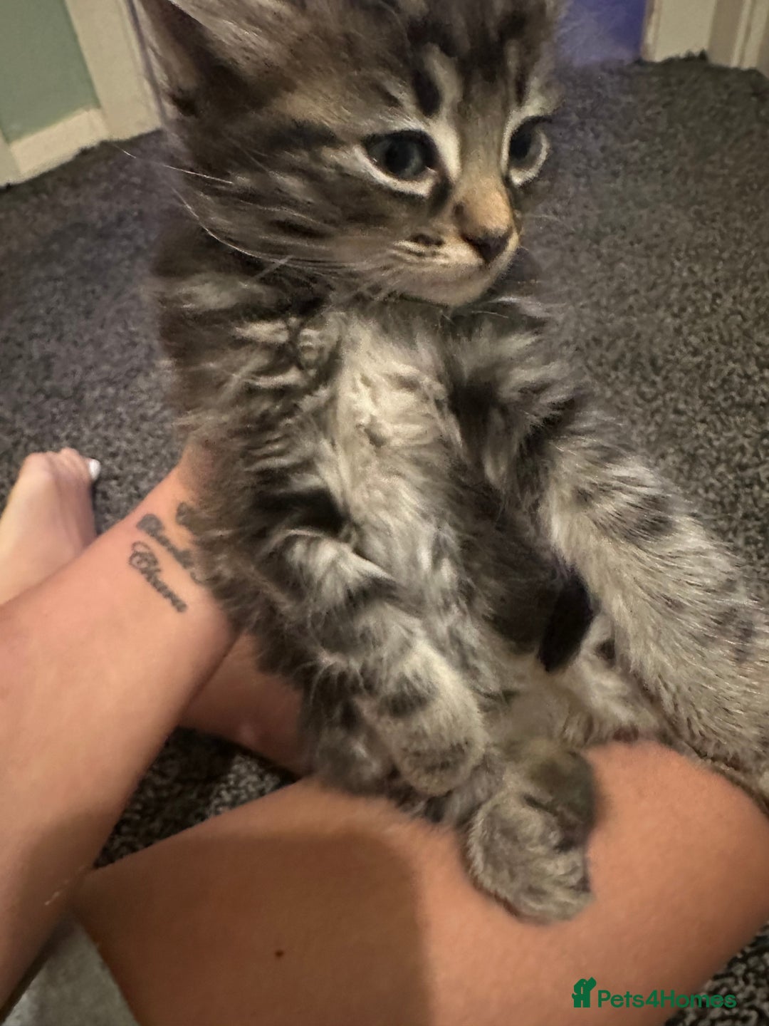 Ragdoll cats for sale: Ragdoll x Maincoone loving babies - Image 24