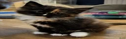 Norwegian Forest Cat cats for sale: Beautiful pedigree Norwegian Forest kittens  - Advert 26