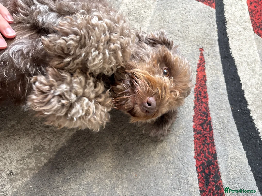 Cockapoo dogs for sale: Cockapoo pups - Advert 1