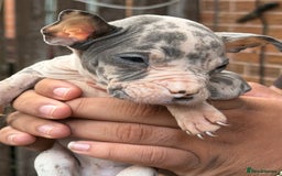 Mixed Breed dogs for sale: Old English cross, cane corsa  - Image 14