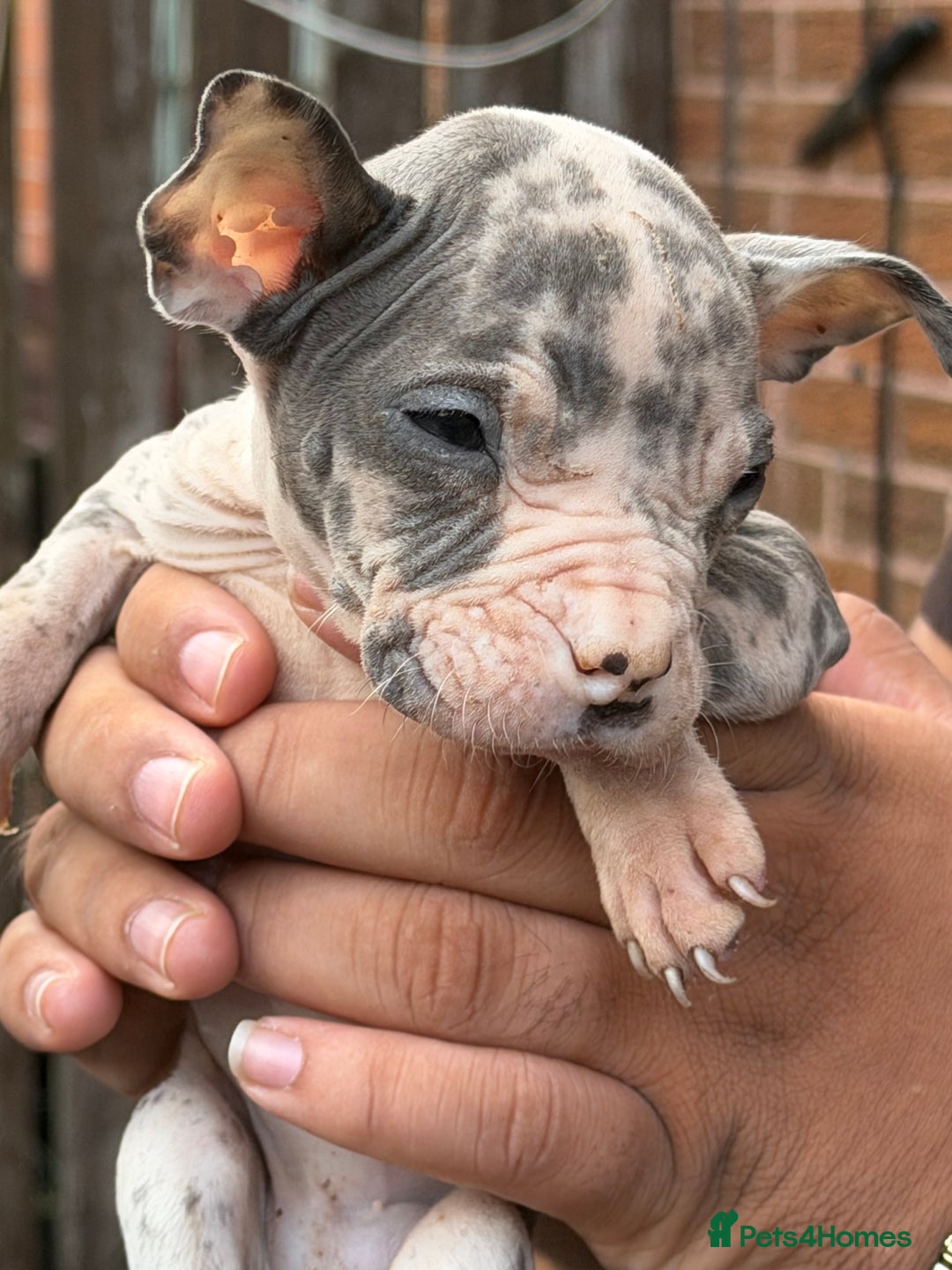 Mixed Breed dogs for sale: Old English cross, cane corsa  - Image 14