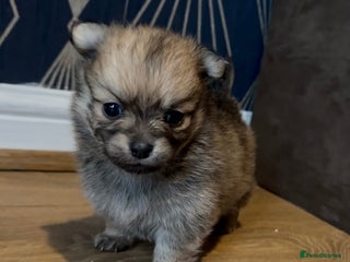 Pomchi dogs 💙 Only Three Boys Left 💙 - Advert 4