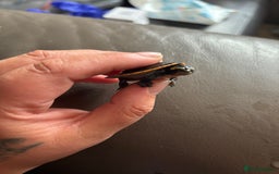 Turtle reptiles for sale: Baby pink bellied side neck turtle  - Image 8