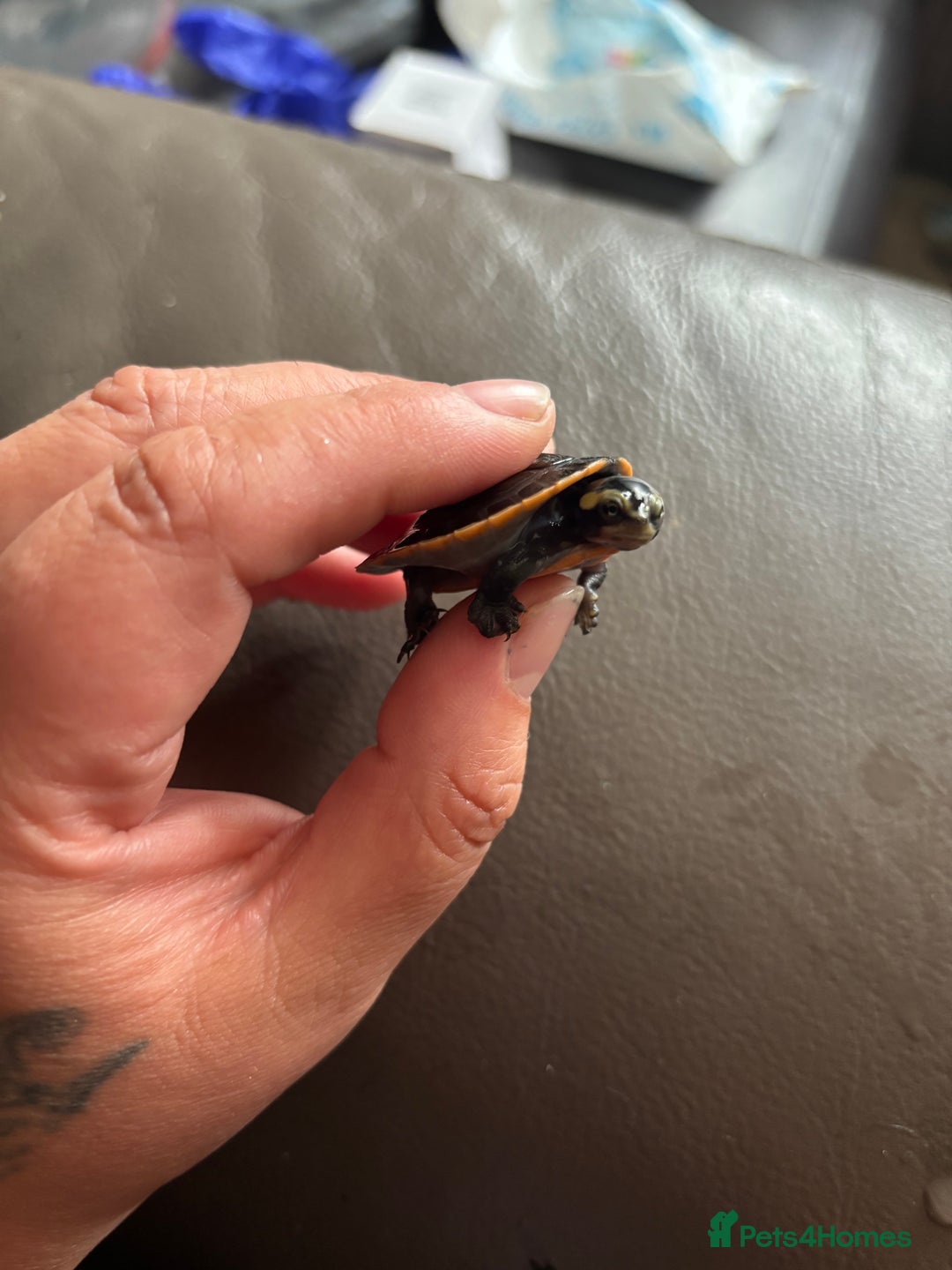 Turtle reptiles for sale: Baby pink bellied side neck turtle  - Image 8