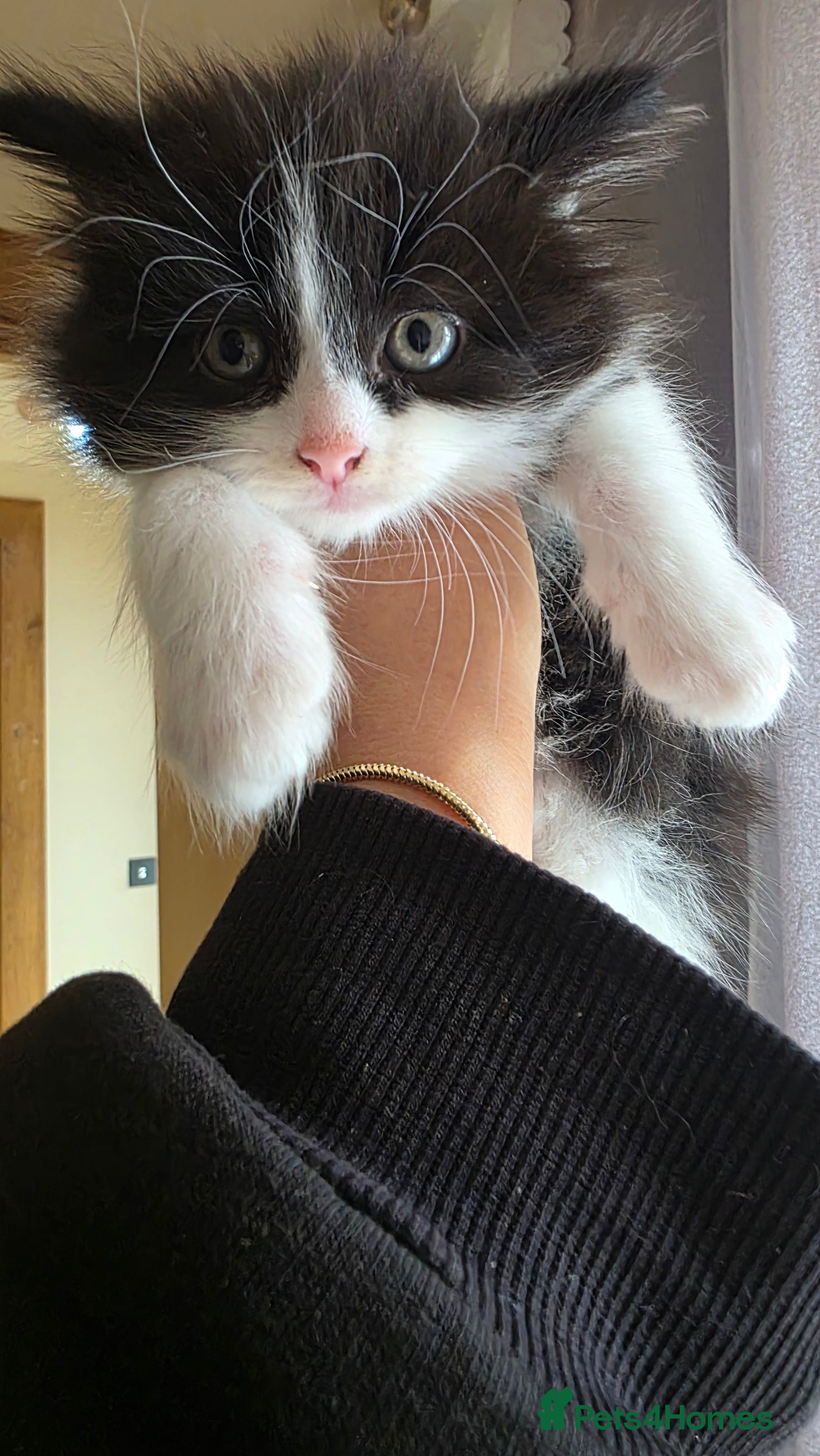 British Shorthair cats Kittens  - Advert 1