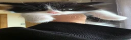 British Shorthair cats for sale: Kittens  - Advert 14