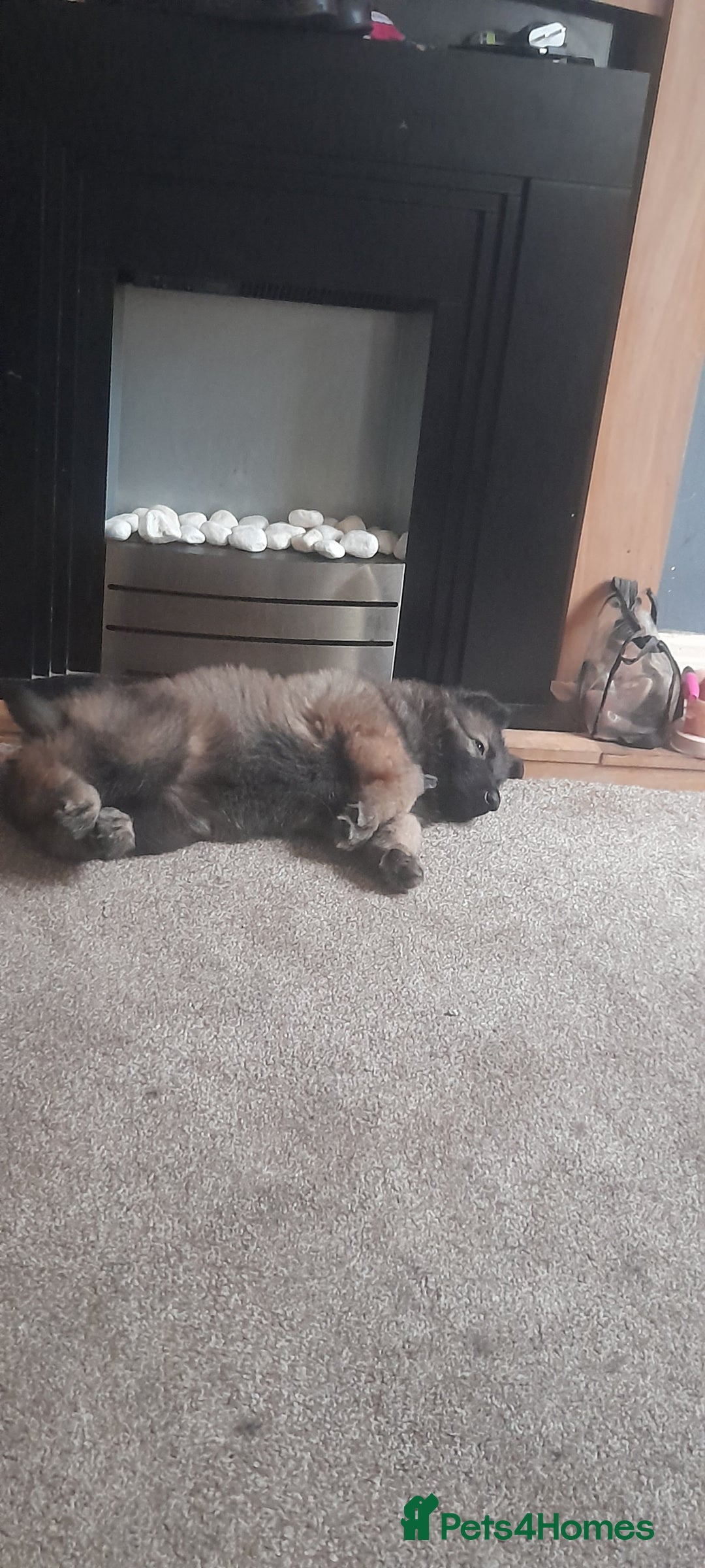 German Shepherd dogs for sale: Nyla german shepherd  - Image 7