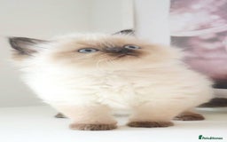 Ragdoll cats for sale: INDOOR FULL PEDIGREE RAGDOLL KITTENS - Image 7