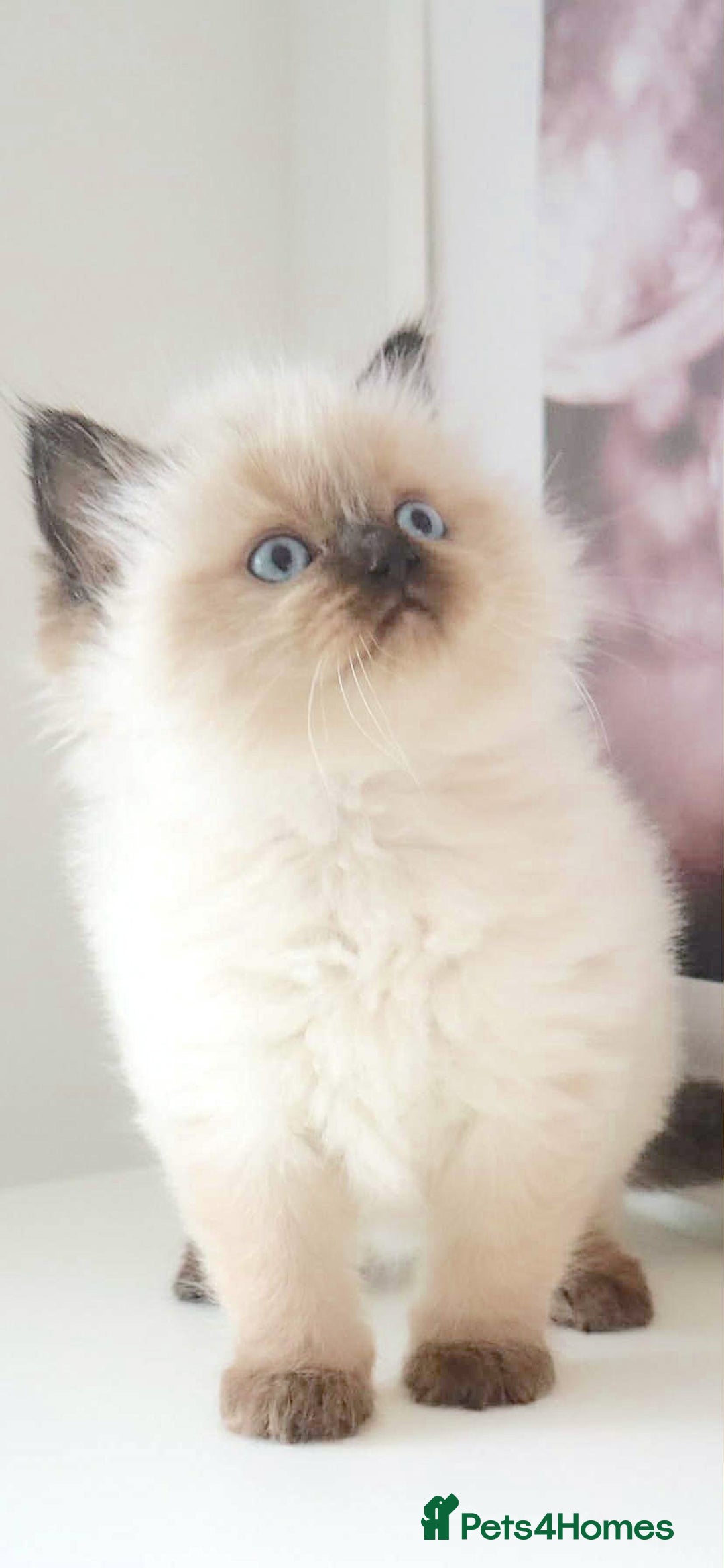 Ragdoll cats for sale: INDOOR FULL PEDIGREE RAGDOLL KITTENS - Image 7