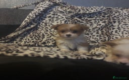 Mixed Breed dogs for sale: Chorkie-apso puppies  - Image 10