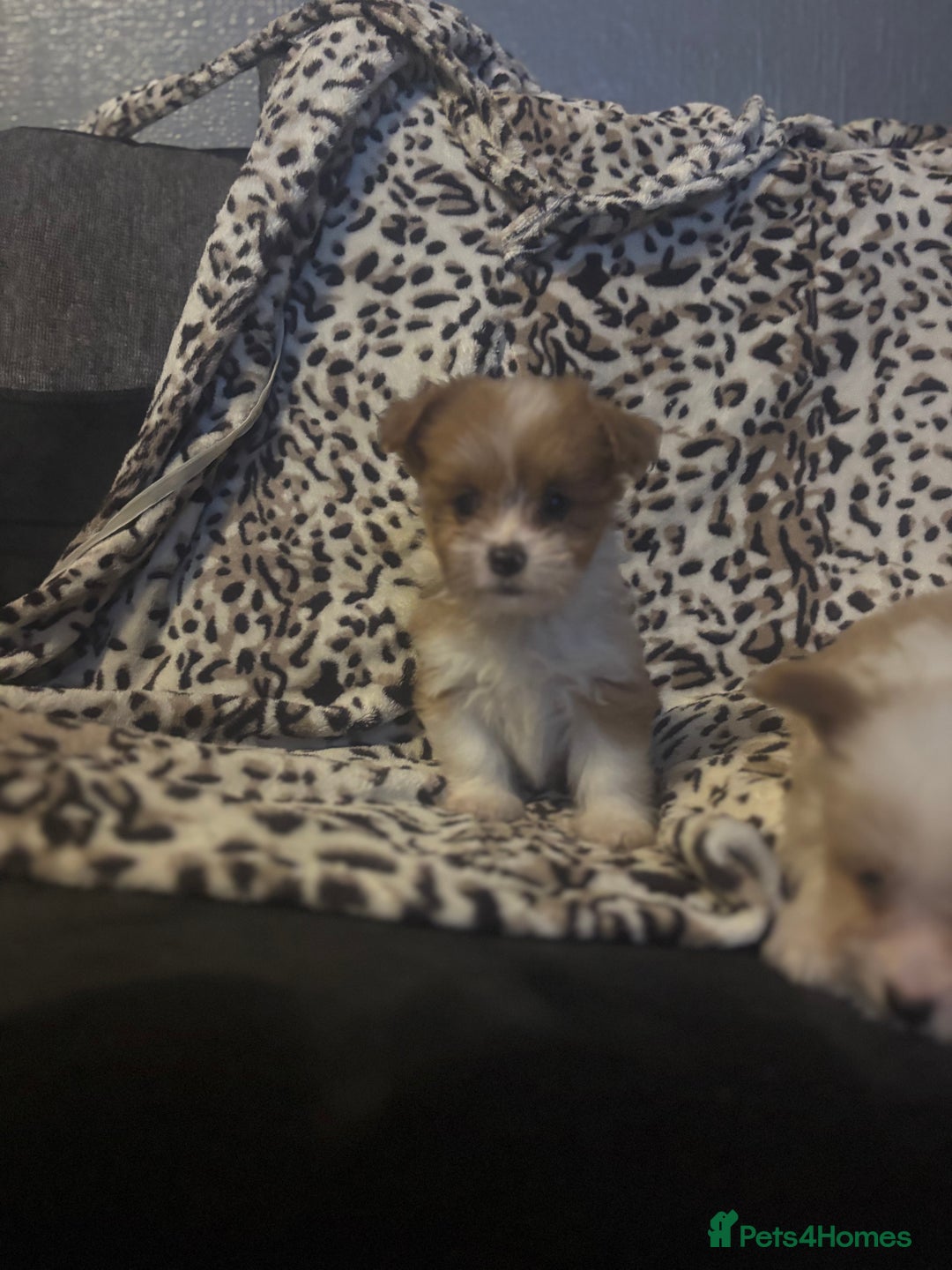 Mixed Breed dogs for sale: Chorkie-apso puppies  - Image 10