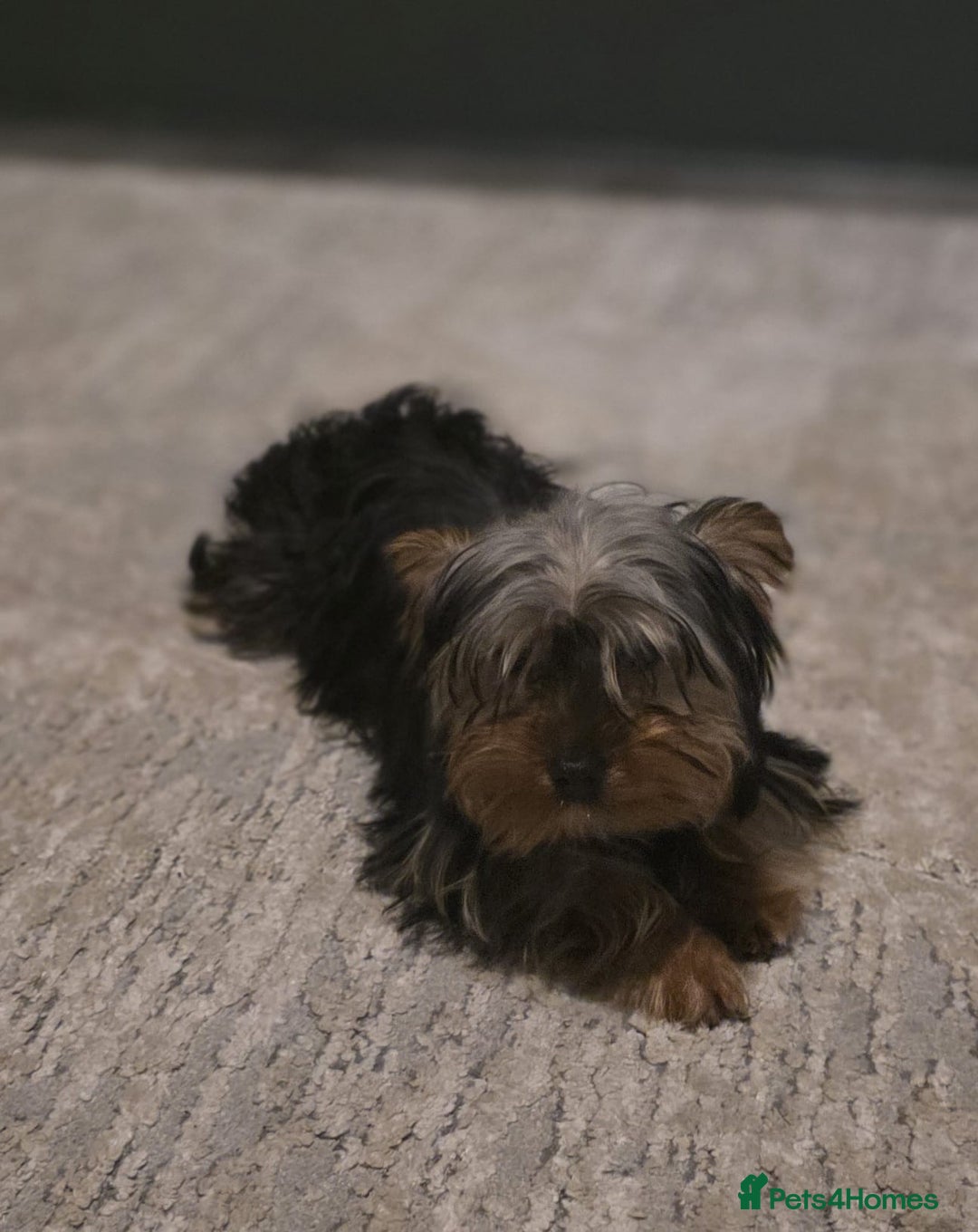 Yorkshire Terrier dogs for sale: Yorkshire  - Advert 5