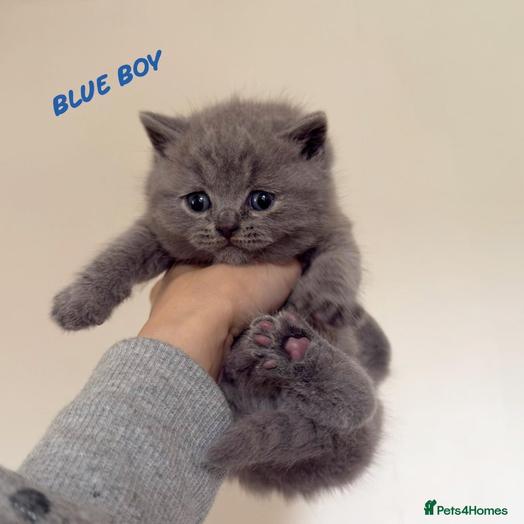 British Shorthair cats for sale: Show quality British Short Hair kittens - Advert 6