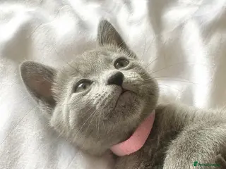 Russian Blue cats Beautiful Full/Pure Russian Blue Kittens in Leeds - Advert 9