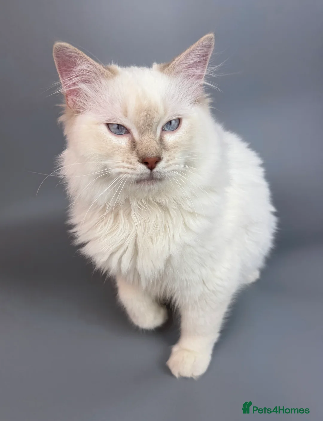 Ragdoll cats for sale: BONDED RAGDOLL BROTHERS - HEALTH TESTED PARENTS - Advert 16