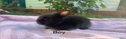 Lionhead rabbits for sale: Mini double maned lionheads  - Advert 4