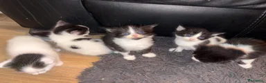 Domestic Shorthair 4