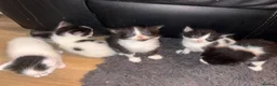 Domestic Shorthair cats for sale: 5 beautiful kittens for sale in Wigan - Advert 3
