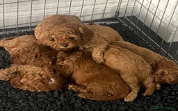 Cavapoo dogs for sale: F1B CAVAPOO FOX RED - Image 3