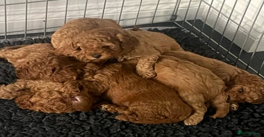 Cavapoo dogs - Advert 3