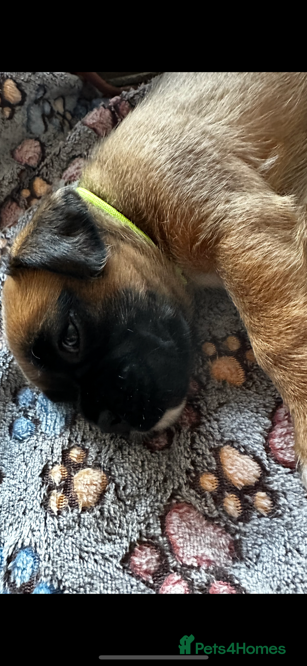 Boxer dogs for sale: Boxer Puppies KC registered  - Image 30