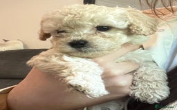Cavapoo dogs for sale: Stunning Cavapoo puppies - Image 14