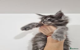 Maine Coon cats for sale: Purebred King Size Maine Coon kittens  - Image 4