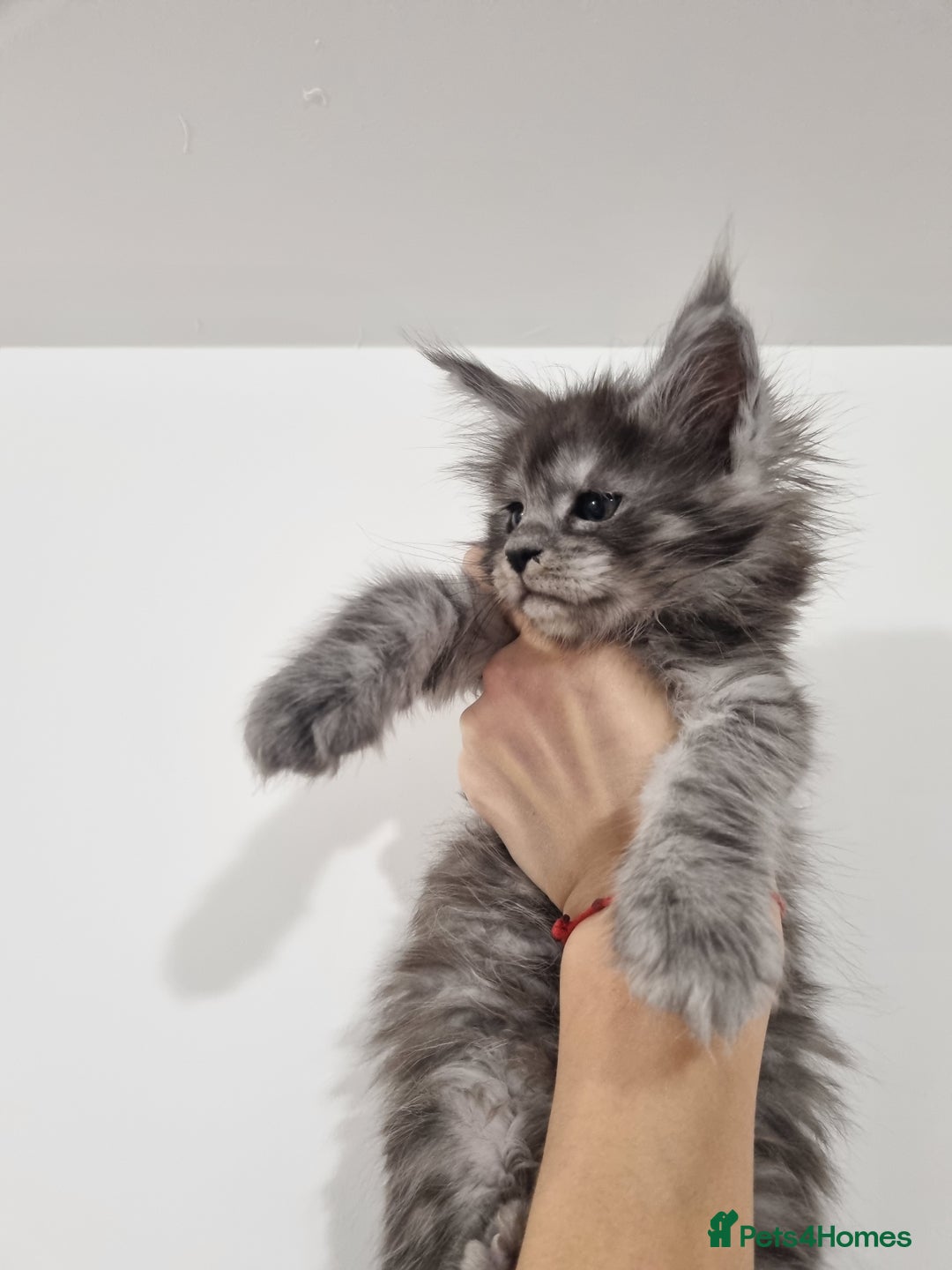 Maine Coon cats for sale: Purebred King Size Maine Coon kittens  - Image 4