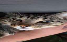 Domestic Shorthair cats for sale: 18 month cat  - Advert 1