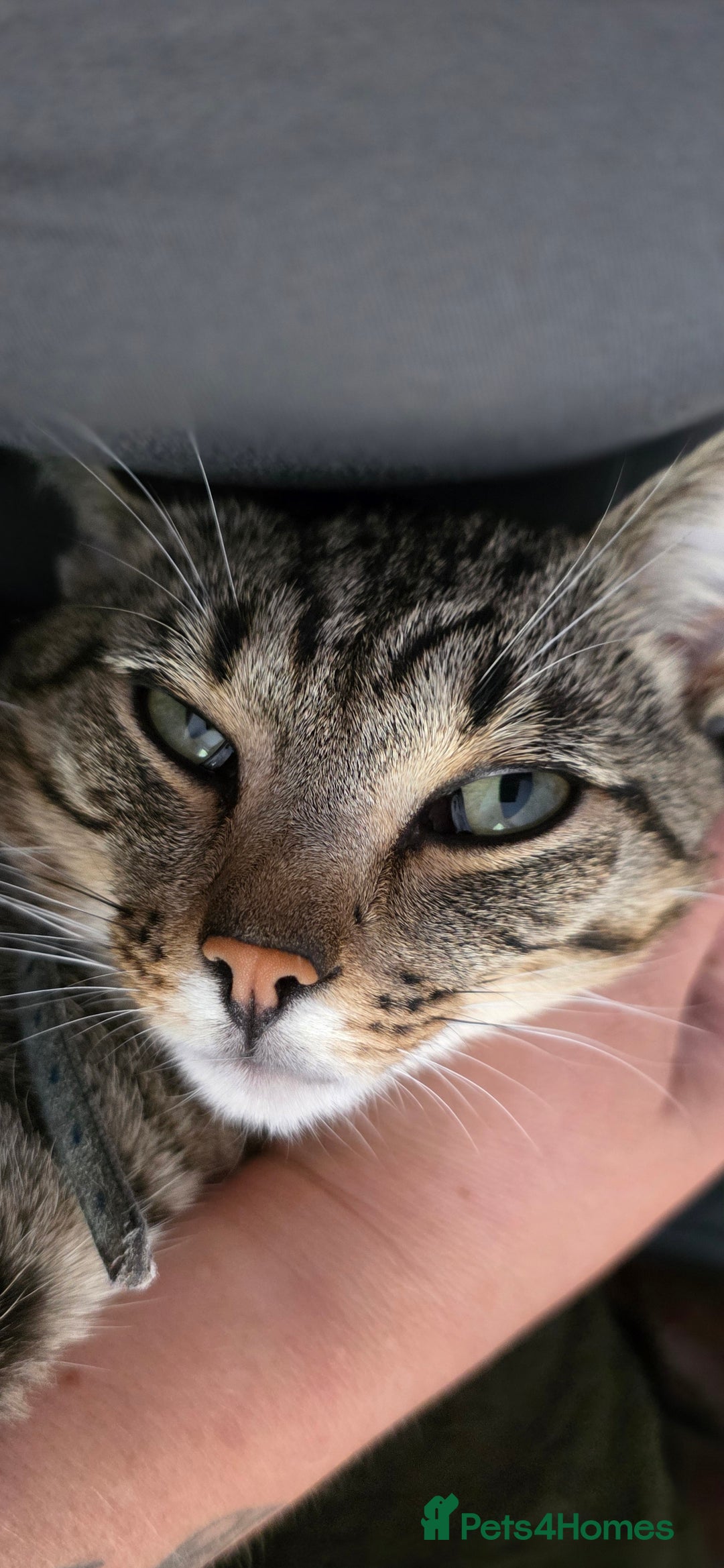 Domestic Shorthair cats for sale: 18 month cat  - Advert 1