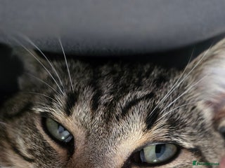 Domestic Shorthair cats for sale: 18 month cat - Advert 1