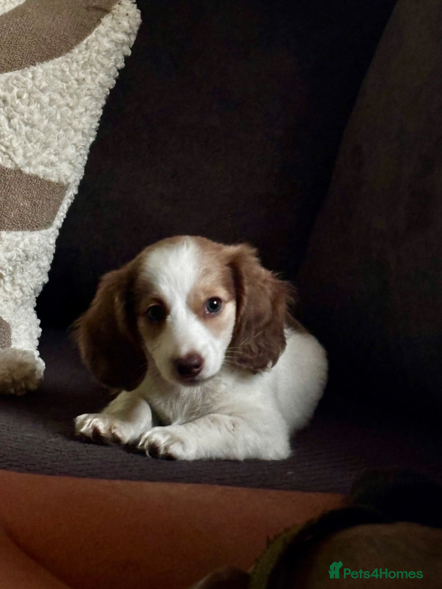 Dachshund dogs MINIATURE DACHSHUND GIRL LEFT FOR LOVING HOME - Advert 2