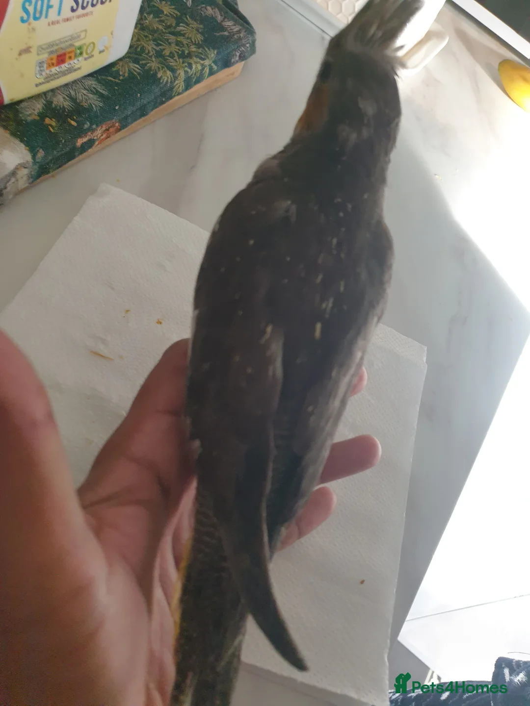 Cockatiels birds for sale:  hand reared baby cockatiels, new available Now* - Advert 12