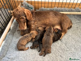 Dachshund dogs - Advert 9