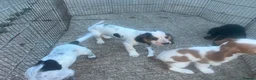 Cocker Spaniel dogs for sale: Cocker spaniel pups in Romney Marsh - Advert 9