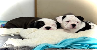 Old Tyme Bulldog dogs - Advert 15