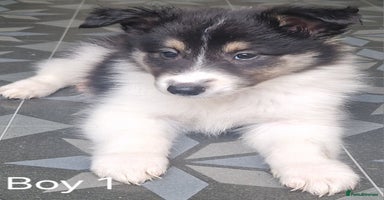 Mixed Breed dogs - Advert 2