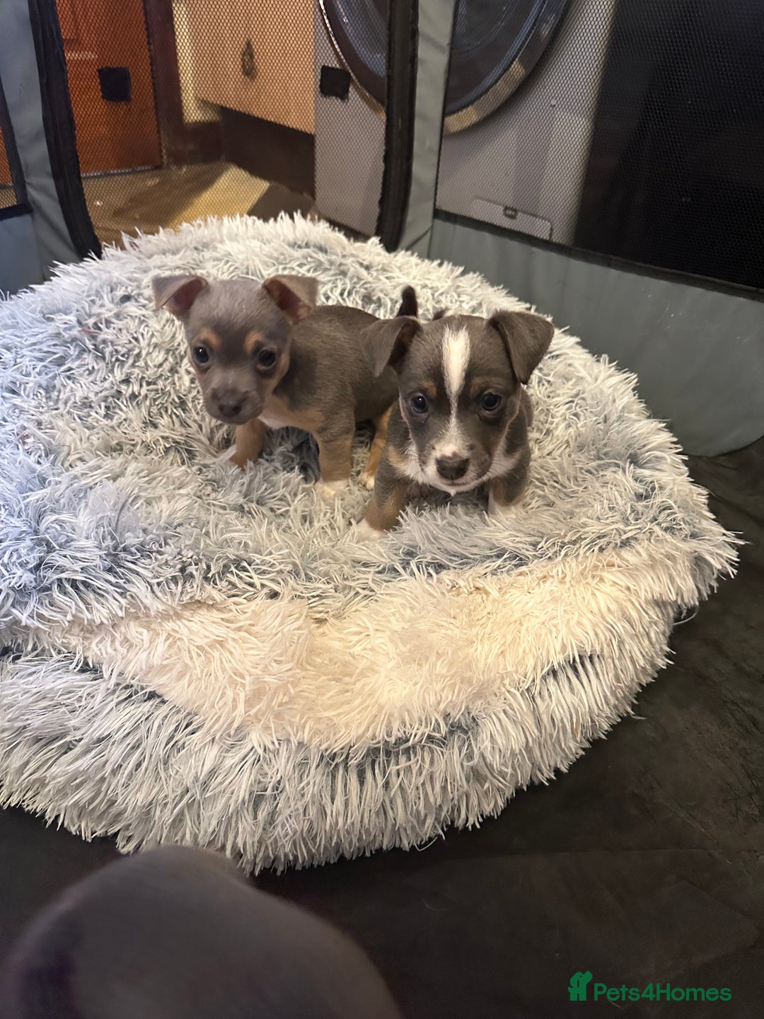 Jack Russell dogs for sale: Miniature miniature Jack Russel Puppies - Advert 19