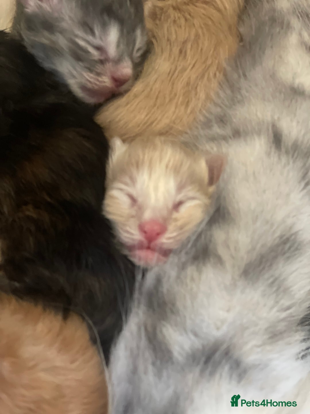 Maine Coon cats for sale: 🐾💛5 Sweet Maine Coons looking for forever home💛 - Advert 33