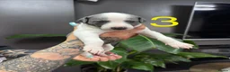 Whippet dogs for sale: Beautiful litter of 6 puppies - 4 girls and 2 boys in Derby - Advert 12