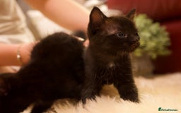 Mixed Breed cats for sale: Gorgeous Maine-Coon/Ragdoll/Bombay Mix Kittens!!! - Image 7