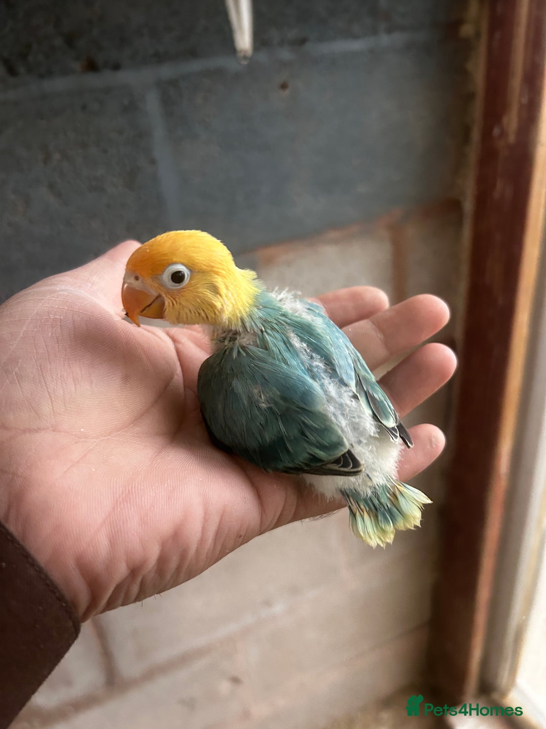 Lovebirds birds for sale: Beautiful Mutation fisher Lovebirds in Birmingham  - Advert 4