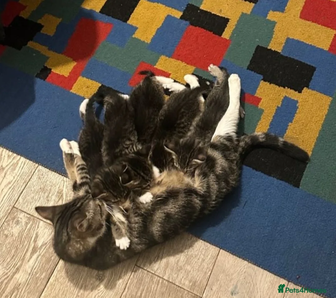 Mixed Breed cats for sale: Maincoon x tabby kittens 2 available  - Advert 1