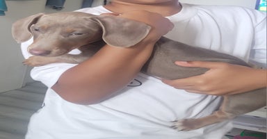 Dachshund dogs - Advert 6