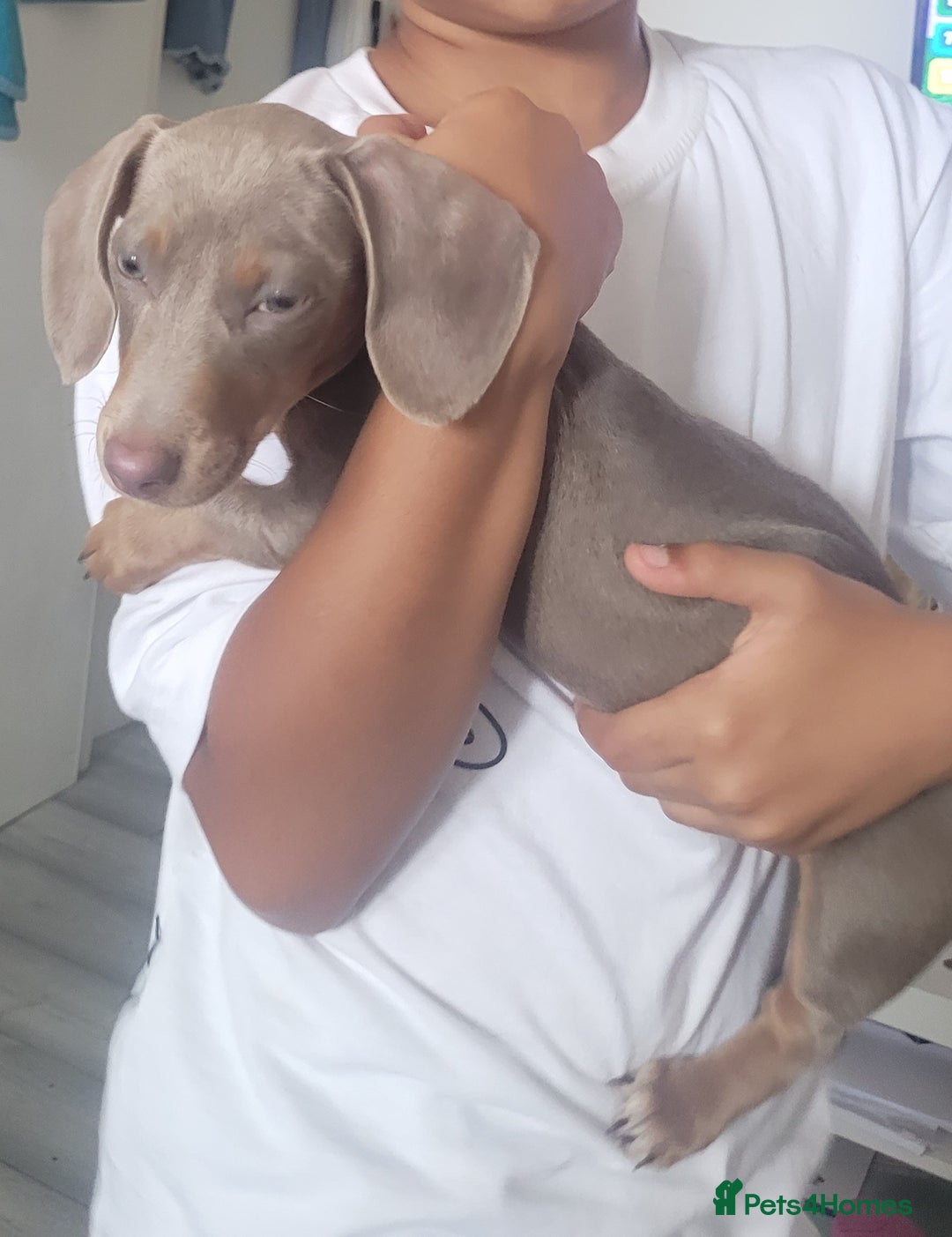 Dachshund dogs for sale: Isabella and Tan Standard Daschund  - Image 3