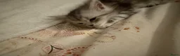 Maine Coon cats for sale: Stunning Silver Tabby Maine Coon Females - Advert 7