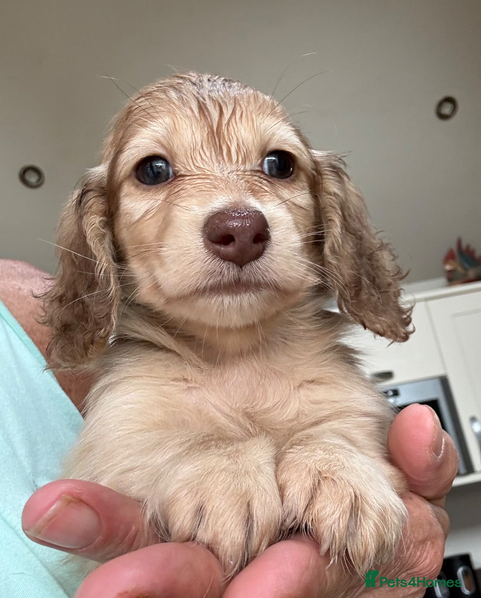 Miniature Dachshund dogs Stunning long hair  KC,PRA & BVA eye clear parents - Advert 8