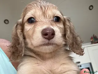 Miniature Dachshund dogs Stunning long hair KC,PRA & BVA eye clear parents - Advert 8